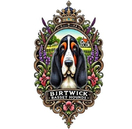 Basset Hound for sale by BIRTWICK