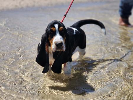 Basset Hound for sale by BIRTWICK