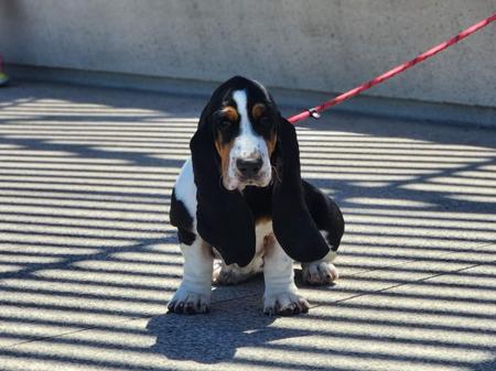 Basset Hound for sale by BIRTWICK