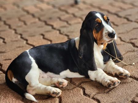Basset Hound for sale by BIRTWICK