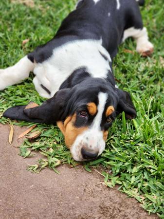 Basset Hound for sale by BIRTWICK