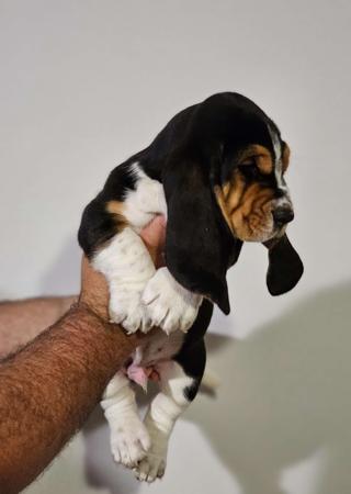 Basset Hound puppy for sale by BIRTWICK