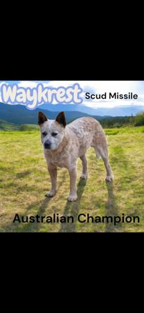 Australian Cattle Dog for sale by LONGRIDGE