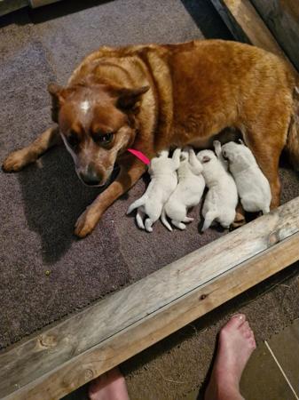 Australian Cattle Dog for sale by LONGRIDGE