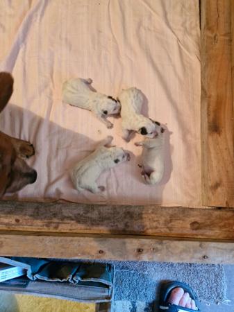 Australian Cattle Dog for sale by LONGRIDGE