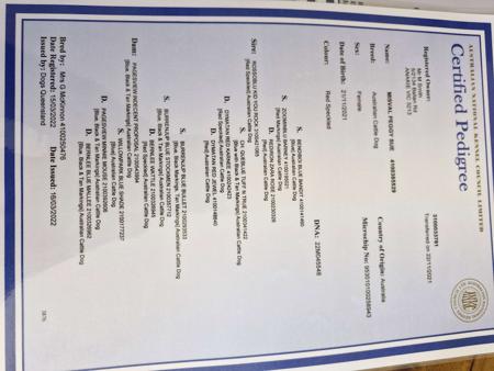 Australian Cattle Dog for sale by LONGRIDGE