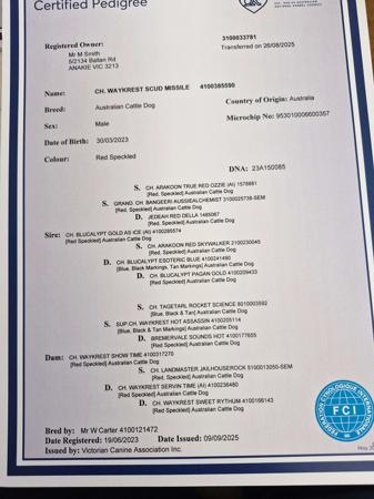 Australian Cattle Dog for sale by LONGRIDGE