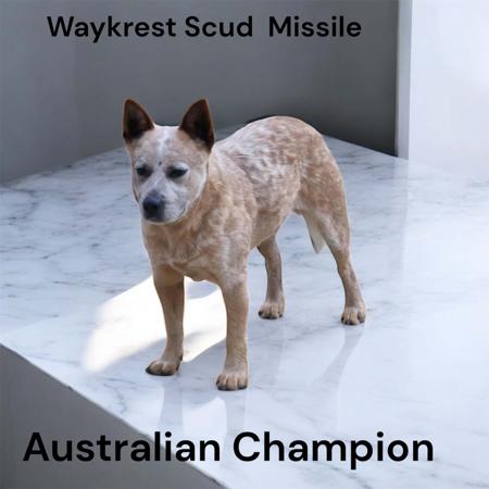 Australian Cattle Dog for sale by LONGRIDGECATTLEDOGS