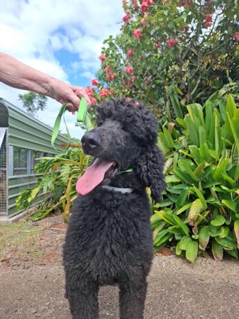 Poodle (Standard) puppy for sale by KATEISHA