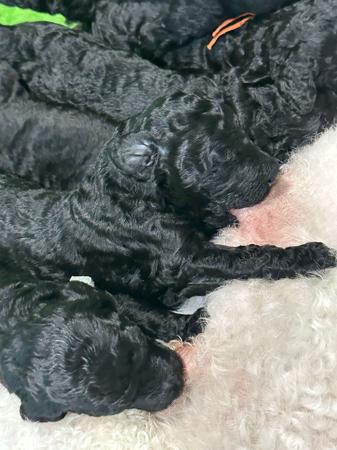 Poodle (Standard) for sale by MEREDEE
