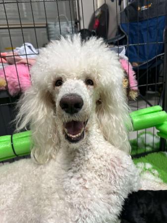 Poodle (Standard) for sale by MEREDEE