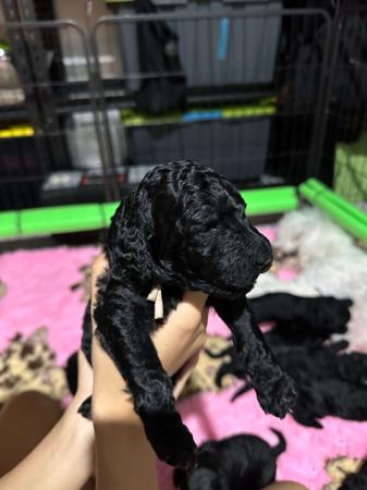 Poodle (Standard) for sale by MEREDEE