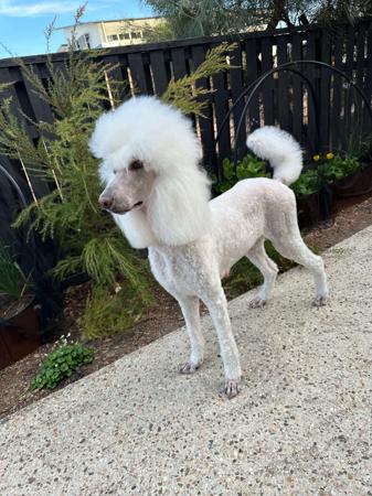 Poodle (Standard) for sale by MEREDEE