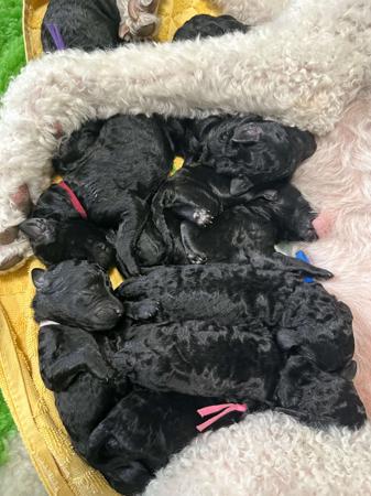 Poodle (Standard) for sale by MEREDEE