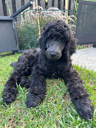 Poodle (Standard) for sale by MEREDEE