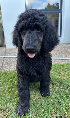 Poodle (Standard) for sale by MEREDEE