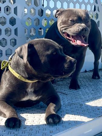 Staffordshire Bull Terrier for sale by BLEUDEGENES