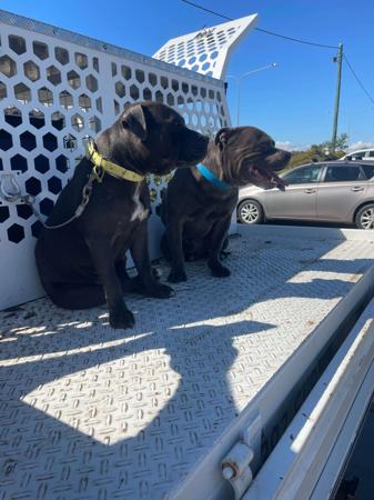 Staffordshire Bull Terrier for sale by BLEUDEGENES