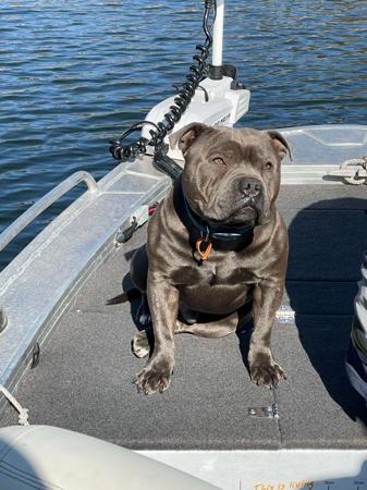 Staffordshire Bull Terrier for sale by BLEUDEGENES