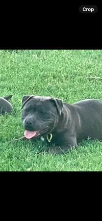 Staffordshire Bull Terrier for sale by BLEUDEGENES