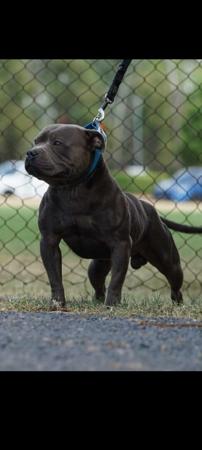 Staffordshire Bull Terrier for sale by OAKENFULL