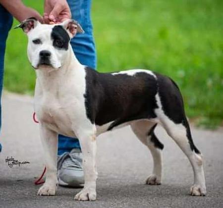 American Staffordshire Terrier for sale by OZGURLSTAFS