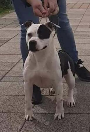 American Staffordshire Terrier for sale by OZGURLSTAFS