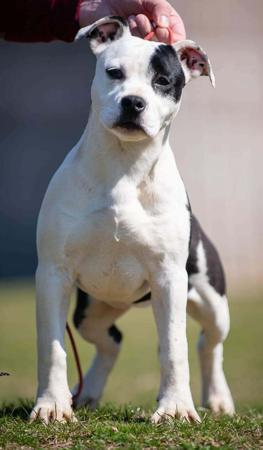 American Staffordshire Terrier for sale by OZGURLSTAFS