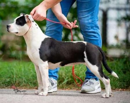 American Staffordshire Terrier for sale by OZGURLSTAFS