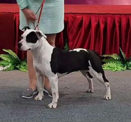 American Staffordshire Terrier for sale by OZGURLSTAFS