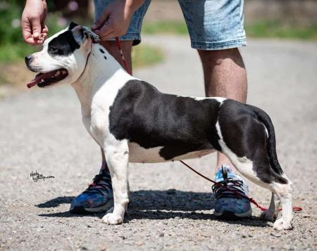 American Staffordshire Terrier for sale by OZGURLSTAFS