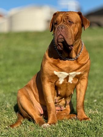 Dogue de Bordeaux for sale by KBISLEY