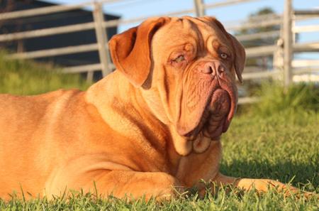 Dogue de Bordeaux for sale by ROULE