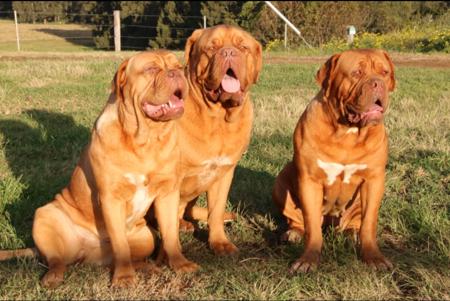 Dogue de Bordeaux for sale by ROULE