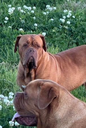 Dogue de Bordeaux for sale by ROULE