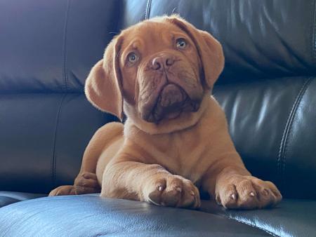Dogue de Bordeaux for sale by ROULE