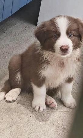 Border Collie for sale by SAMSUMAR