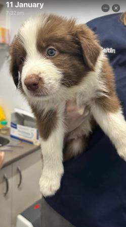 Border Collie for sale by SAMSUMAR
