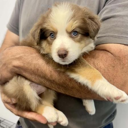 Border Collie for sale by SAMSUMAR