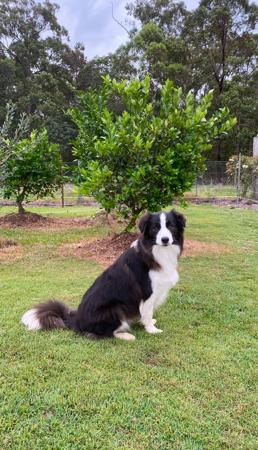 Border Collie for sale by SAMSUMAR