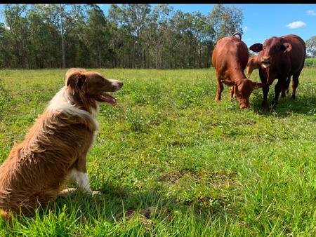 Border Collie for sale by SAMSUMAR