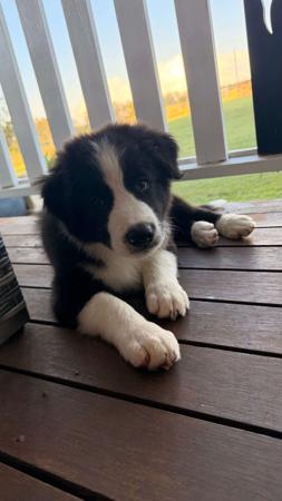 Border Collie puppy for sale by SAMSUMAR
