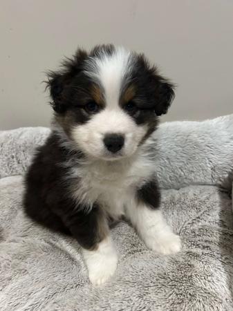 Australian Shepherd puppy for sale by VOGUEVALE