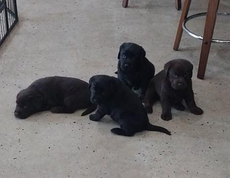 Labrador Retriever puppy for sale by TAMBLYNLABS