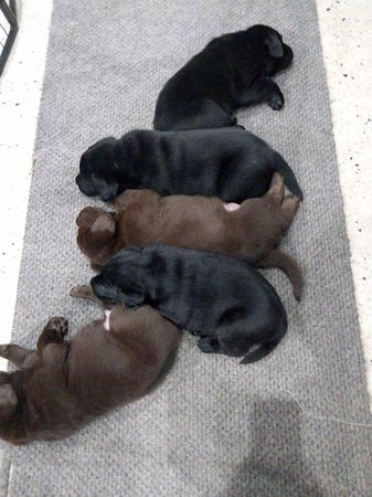Labrador Retriever for sale by TAMBLYNLABS