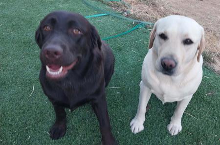 Labrador Retriever for sale by TAMBLYNLABS