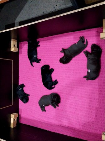 Labrador Retriever for sale by TAMBLYNLABS
