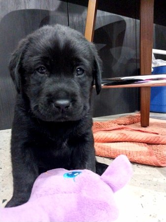 Labrador Retriever for sale by TAMBLYNLABS