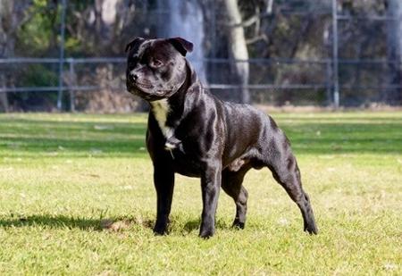 Staffordshire Bull Terrier for sale by ONLYSWEETNES