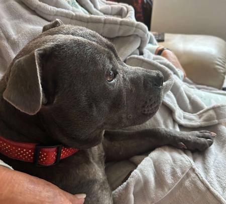 Staffordshire Bull Terrier for sale by TALMARJUL3810